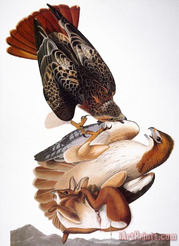 Audubon: Red-tailed Hawk painting - Others Audubon: Red-tailed Hawk Art Print