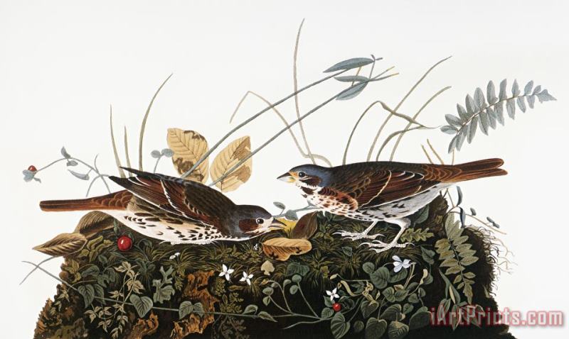 Audubon: Sparrow painting - Others Audubon: Sparrow Art Print