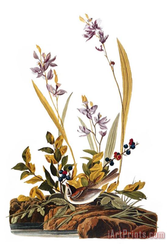 Audubon: Sparrow, 1827-38 painting - Others Audubon: Sparrow, 1827-38 Art Print