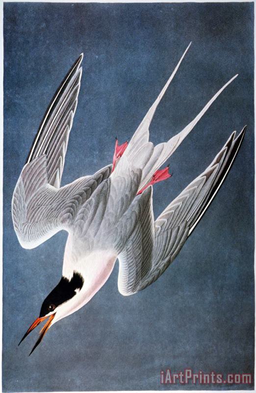 Others Audubon: Tern Art Print
