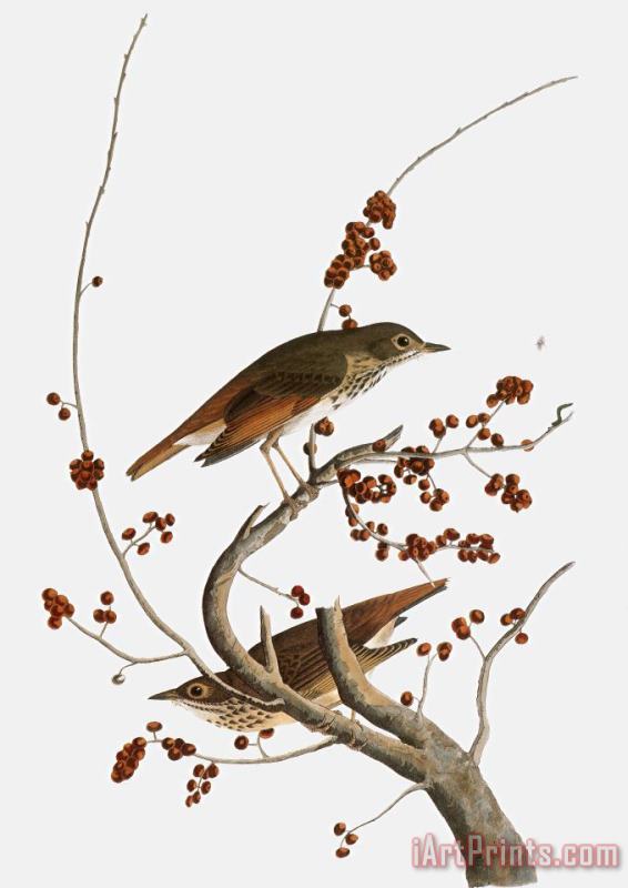 Audubon: Thrush painting - Others Audubon: Thrush Art Print