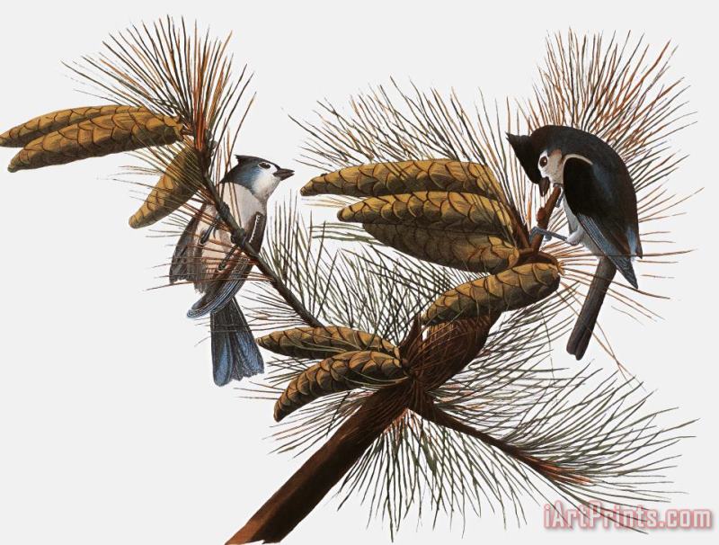 Others Audubon: Titmouse Art Painting