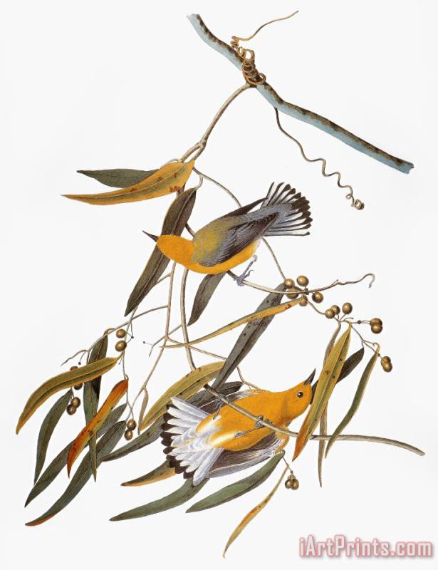 Others Audubon: Warbler Art Painting