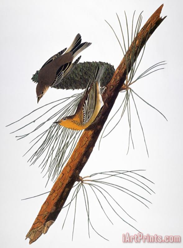 Others Audubon: Warbler, (1827-1838) Art Painting