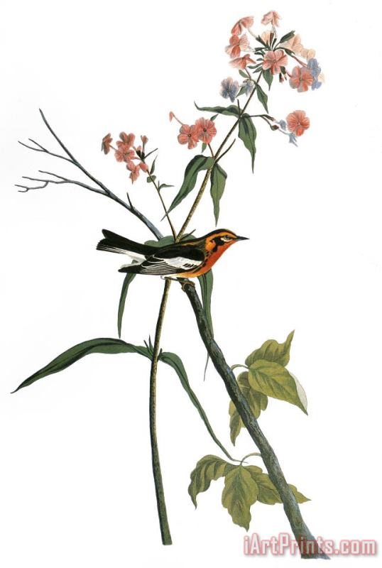 Audubon: Warbler, (1827-38) painting - Others Audubon: Warbler, (1827-38) Art Print