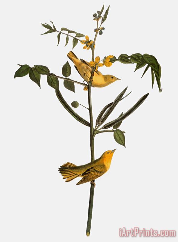 Audubon: Warbler, 1827-38 painting - Others Audubon: Warbler, 1827-38 Art Print