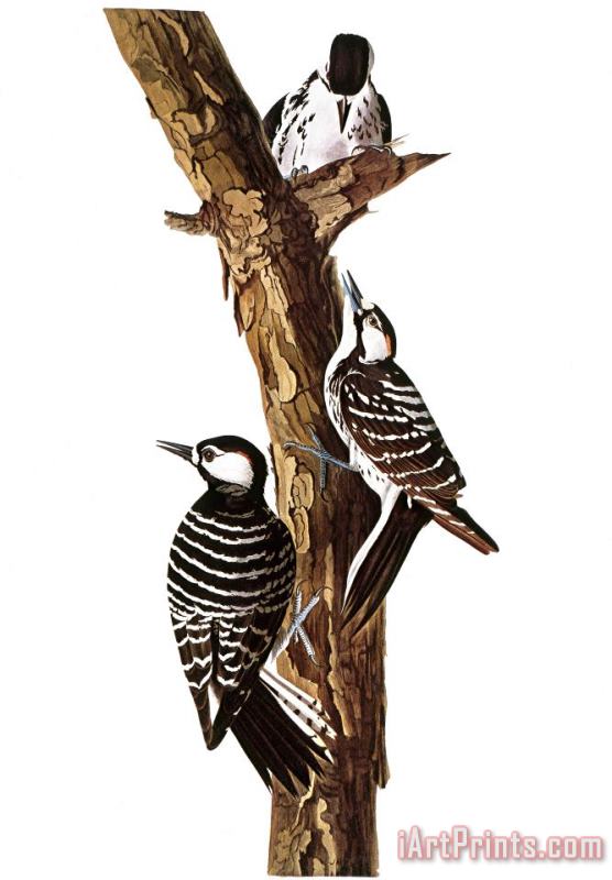 Others Audubon: Woodpecker Art Painting