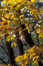 Others Autumn painting