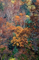 Others Autumn painting