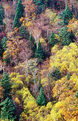 Others Autumn painting