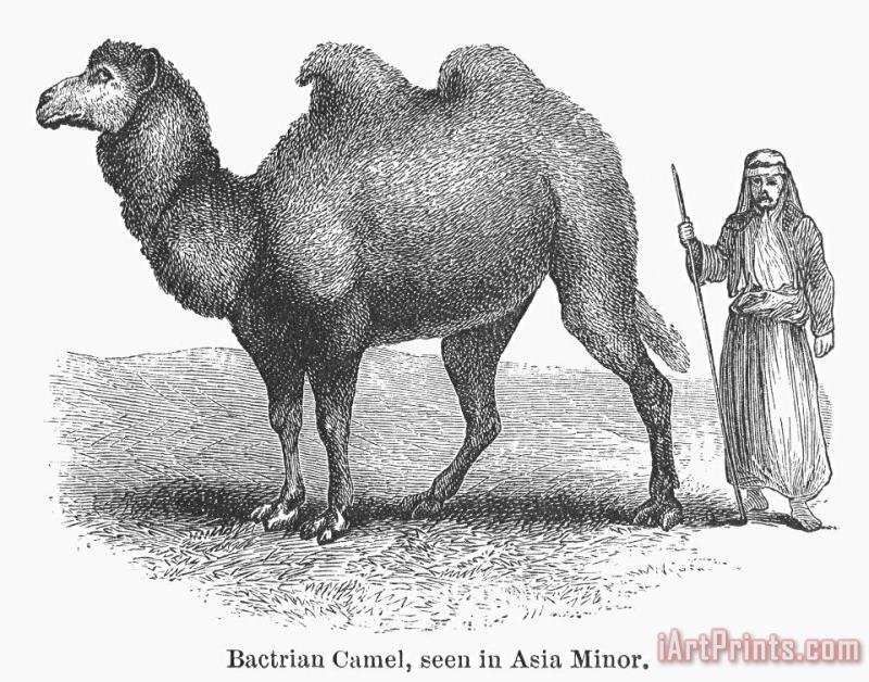 Others Bactrian Camel Art Print