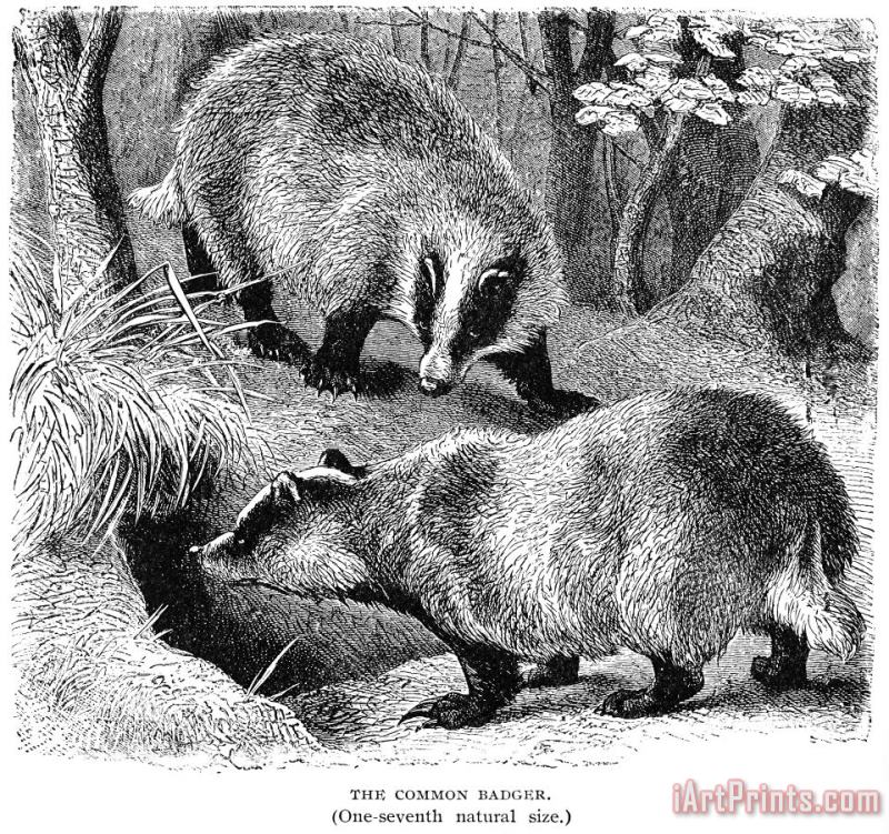Badgers painting - Others Badgers Art Print
