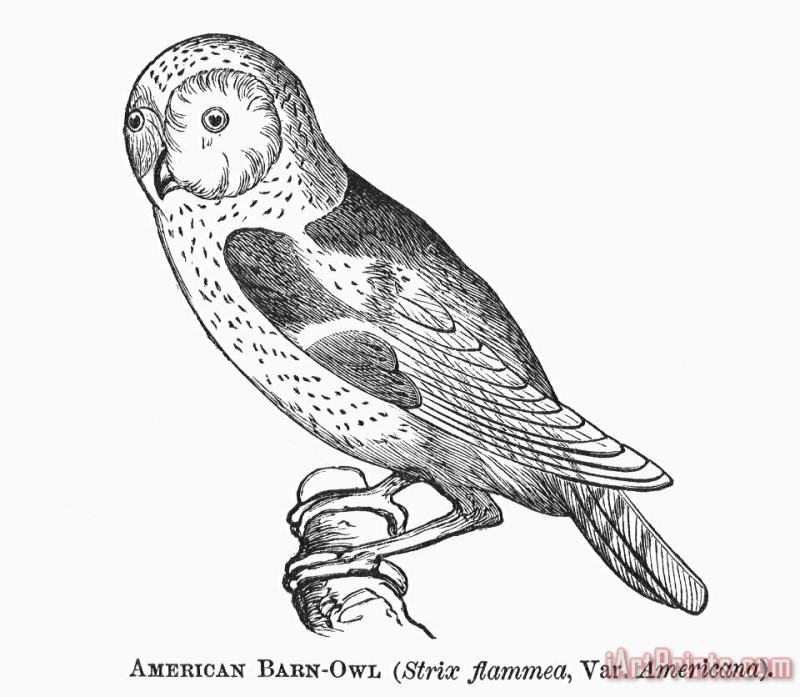 Others Barn Owl, 1877 Art Print