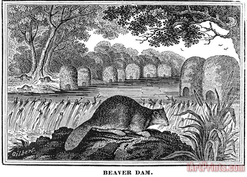 Beaver painting - Others Beaver Art Print