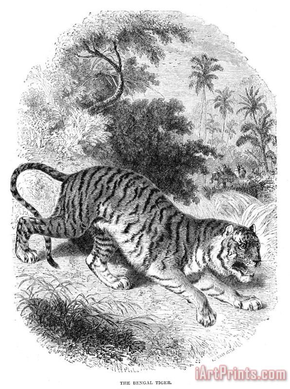 Bengal Tiger painting - Others Bengal Tiger Art Print