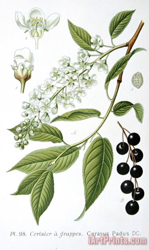 Others Bird Cherry Cerasus Padus Or Prunus Padus Art Painting
