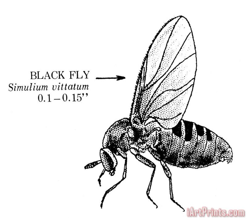 Others Black Fly Art Print
