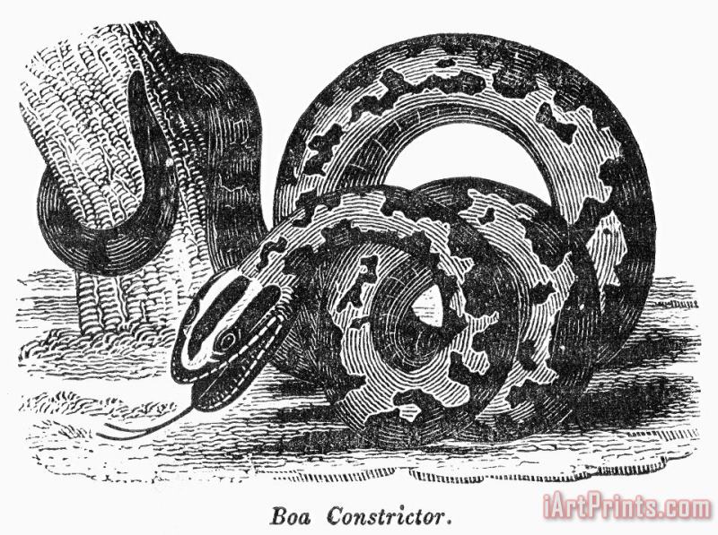 Boa Constrictor painting - Others Boa Constrictor Art Print