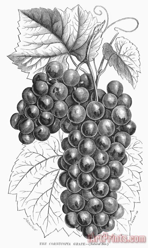 Others Botany: Grapes Art Painting