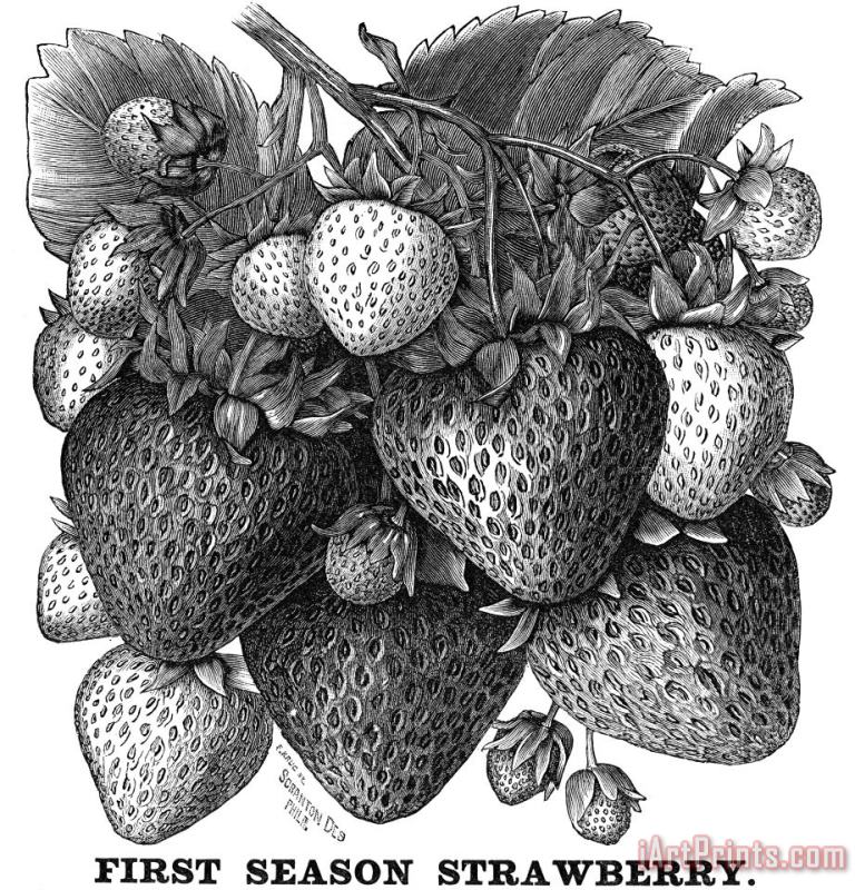 Botany: Strawberry Bush painting - Others Botany: Strawberry Bush Art Print