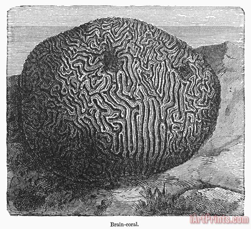 Brain Coral painting - Others Brain Coral Art Print