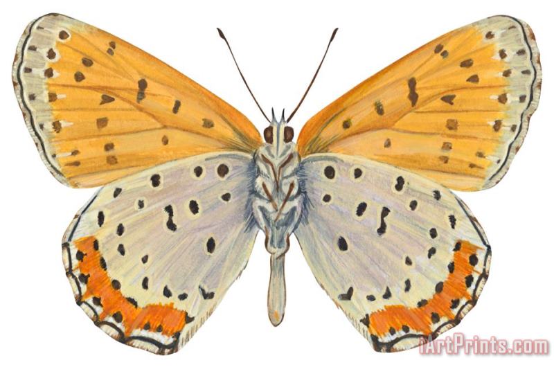 Others Bronze Copper Butterfly Art Print