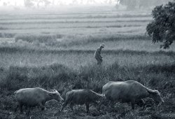 Others Buffalo and monsoon rain painting
