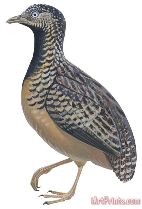 Others Button Quail Art Painting