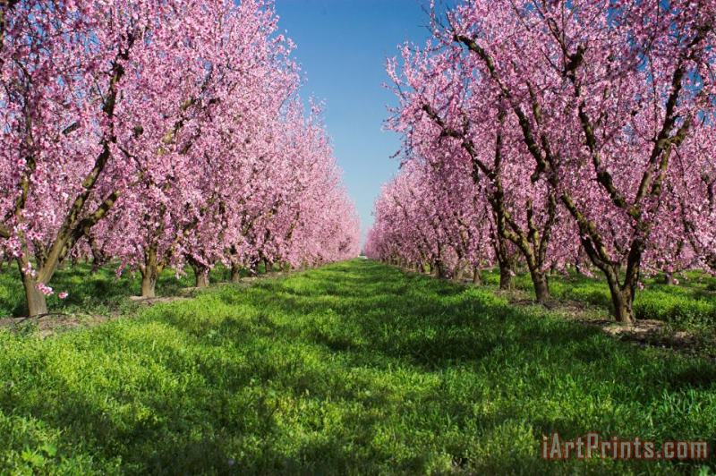 Others California Peach Tree Orchard Art Print