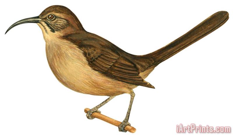 Others California Thrasher Art Painting