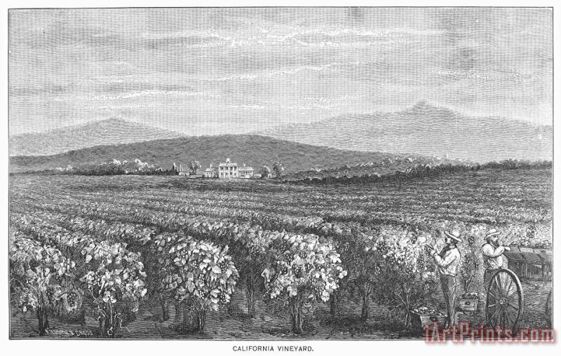 Others California: Vineyard Art Print