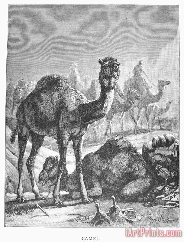 Others Camel Art Print