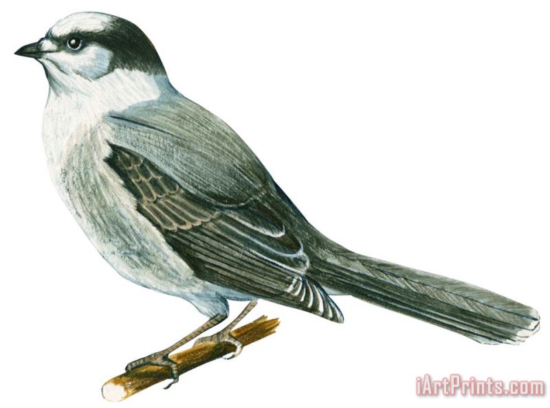 Others Canada Jay Art Painting