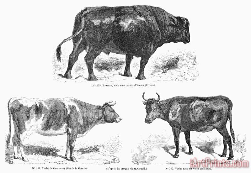 Others Cattle Breeds, 1856 Art Painting
