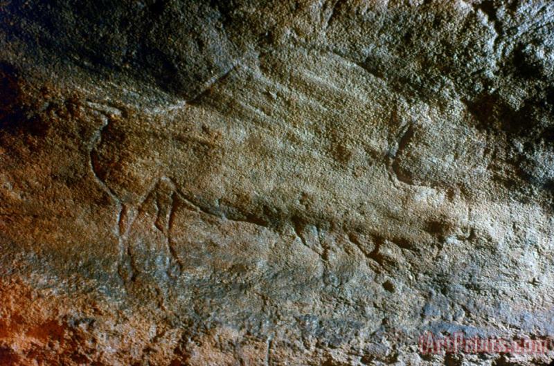 Others Cave Art: Bison Art Painting