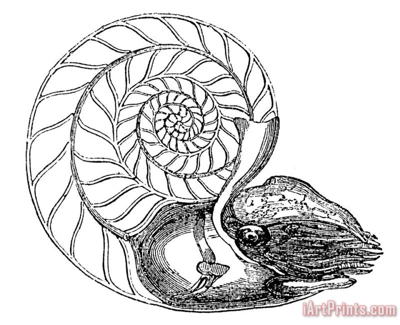 Chambered Nautilus painting - Others Chambered Nautilus Art Print