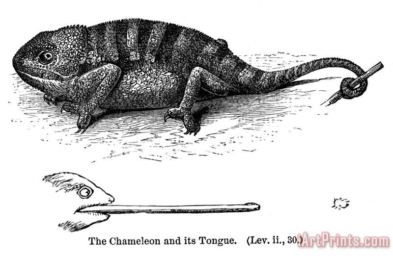 Chameleon painting - Others Chameleon Art Print