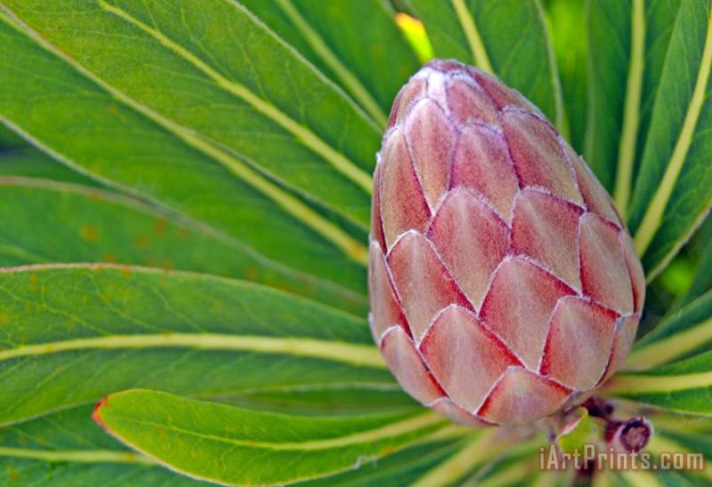 Others Close Up Of A Protea In Bud Art Print