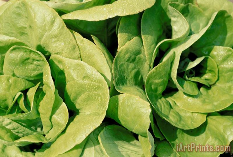 Closeup Of Boston Lettuce painting - Others Closeup Of Boston Lettuce Art Print