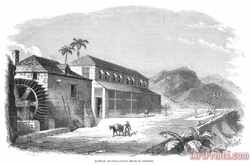 Others Cocoa Plantation, 1857 Art Painting