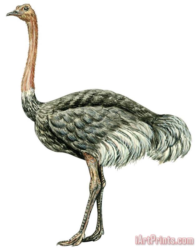 Others Common Ostrich Art Print