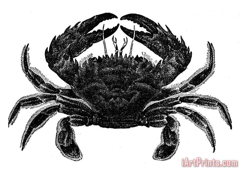 Others Crab Art Print