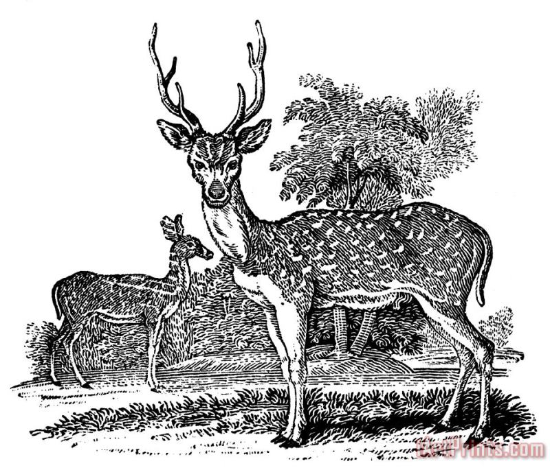 Others Deer Art Print