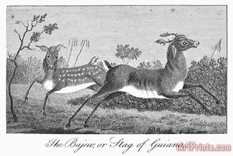 Deer, 1796 painting - Others Deer, 1796 Art Print