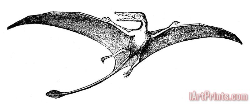 Others Dinosaur: Pterodactyl Art Print