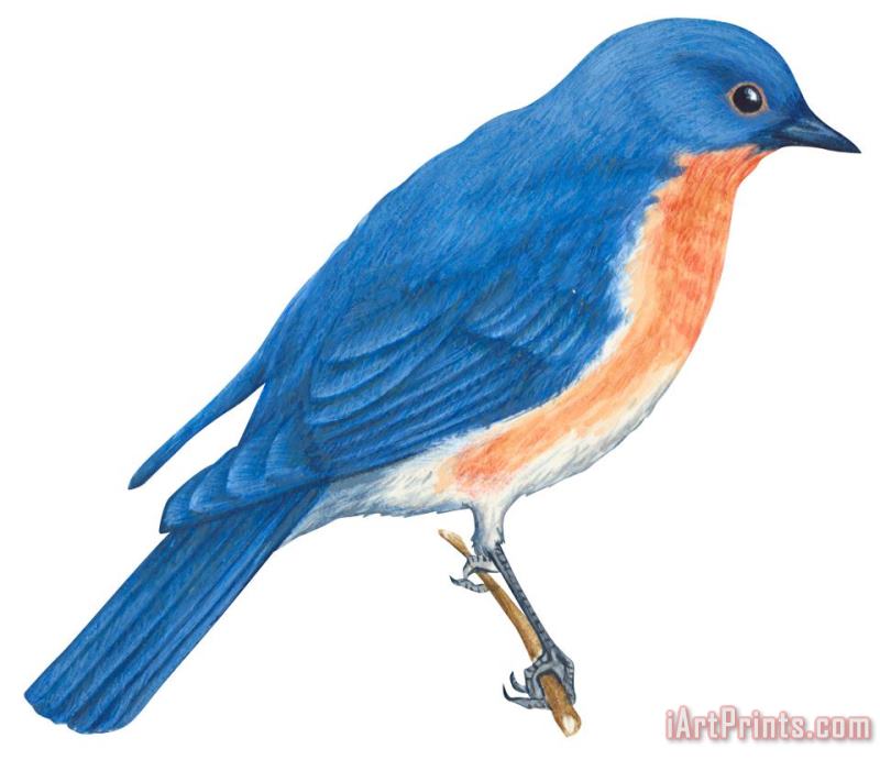 Others Eastern Bluebird Art Print