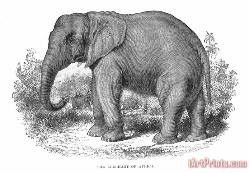 Elephant painting - Others Elephant Art Print