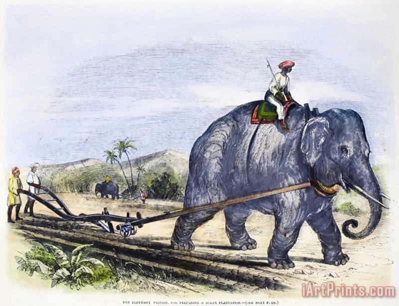Others Elephant Plowing, 1847 Art Painting