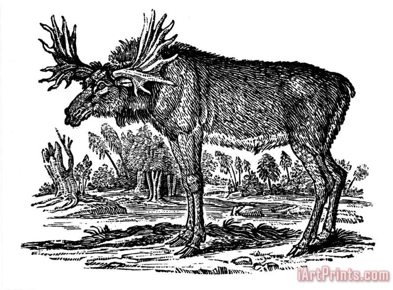 Elk/moose painting - Others Elk/moose Art Print