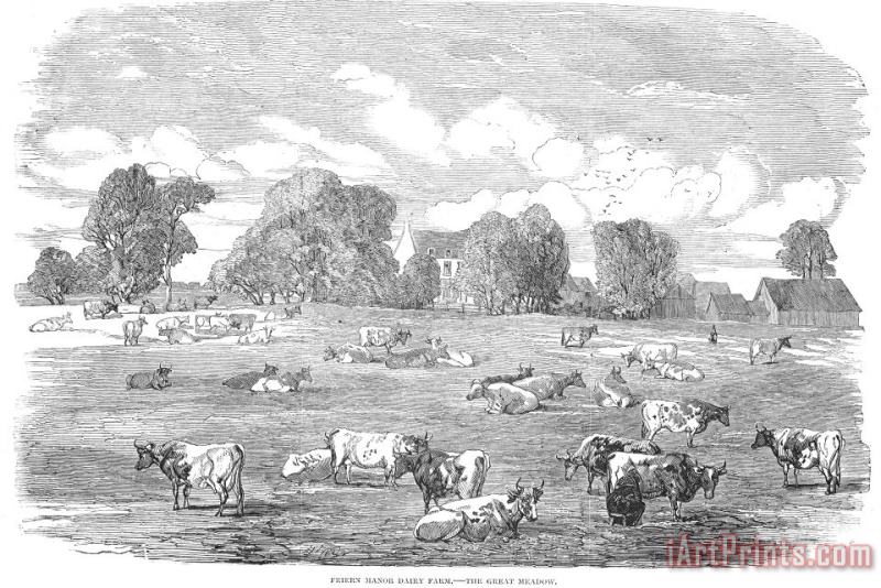 England: Cattle, 1853 painting - Others England: Cattle, 1853 Art Print